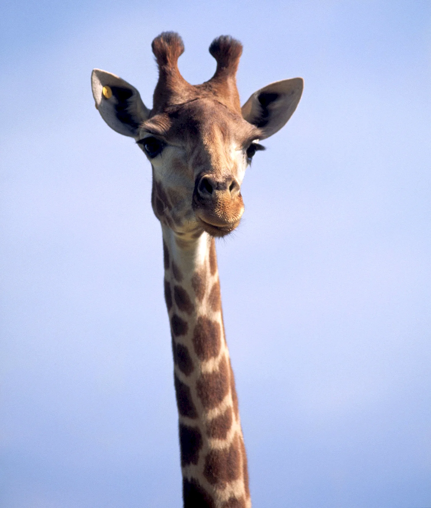 Жирафус