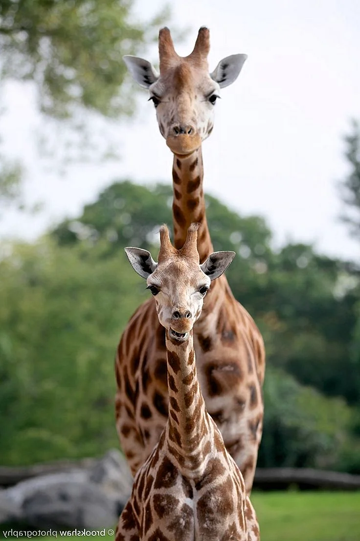 Жирафы очень красивые