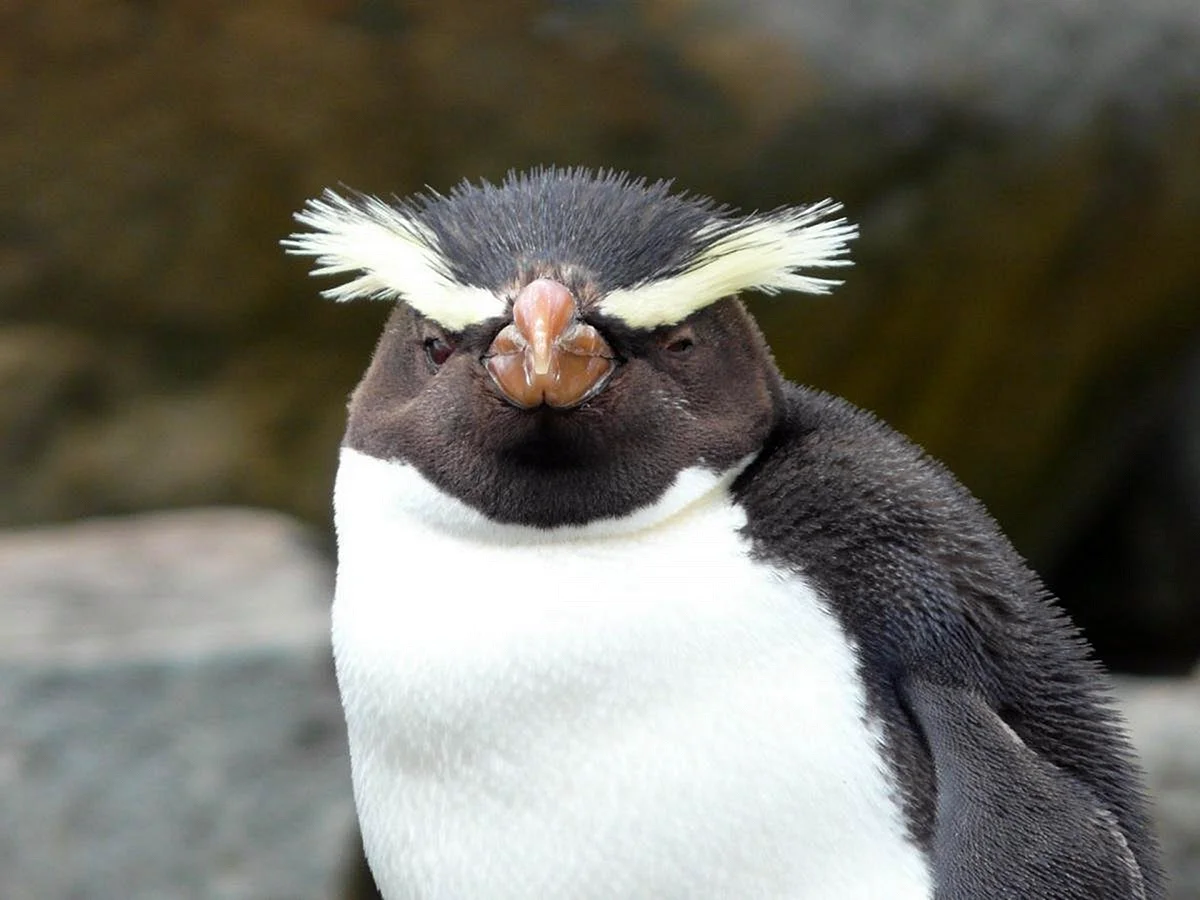 Жирный Пингвин