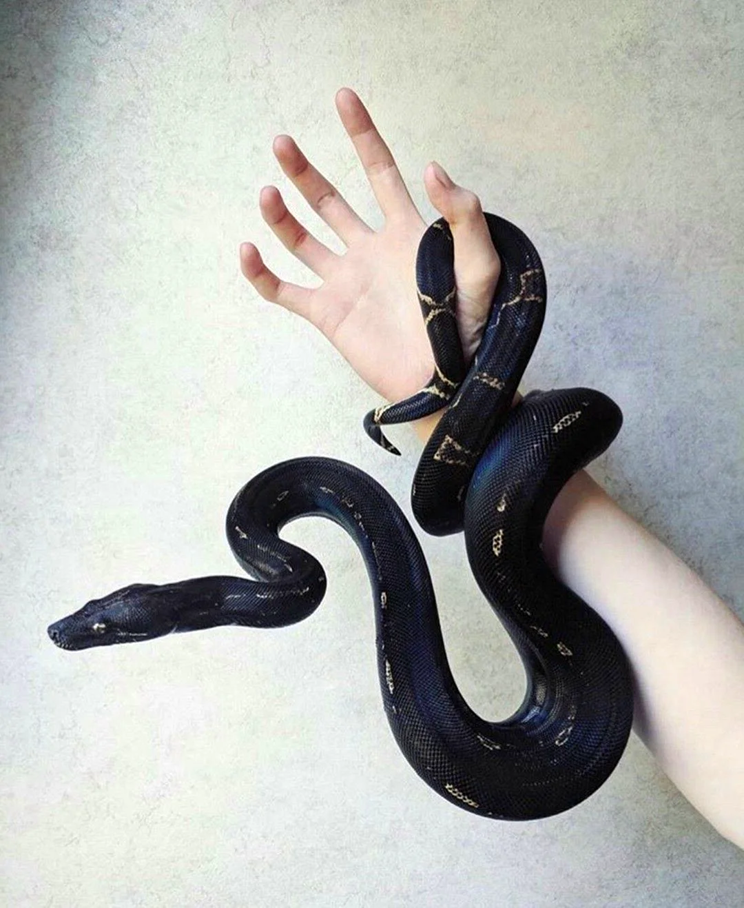 Живая змея на руке