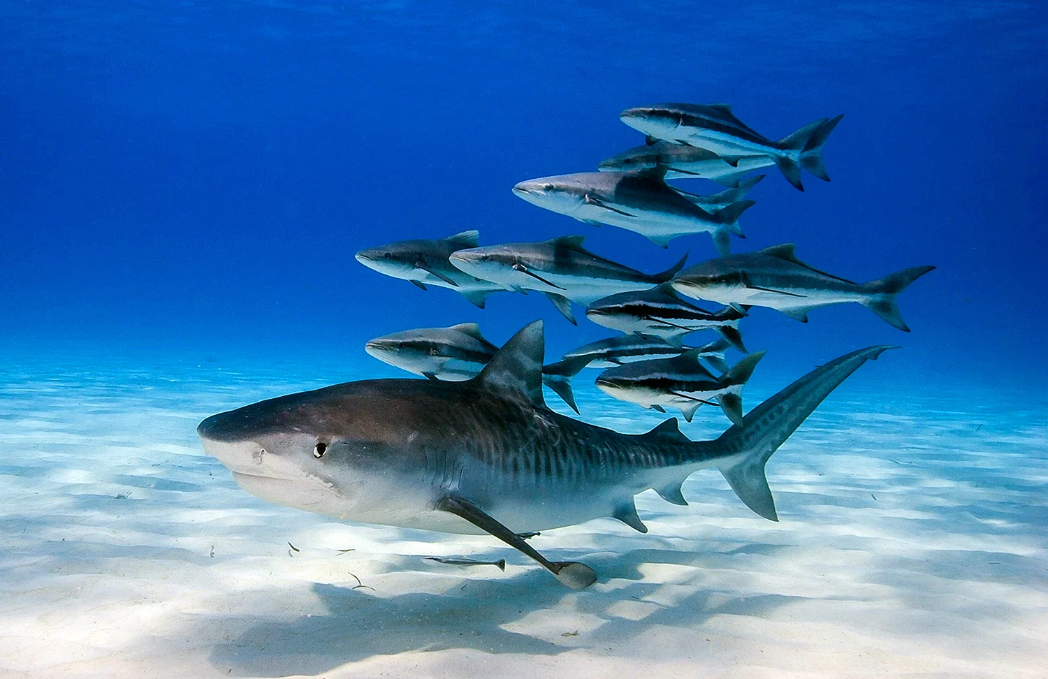 Живородящие рыбы акулы