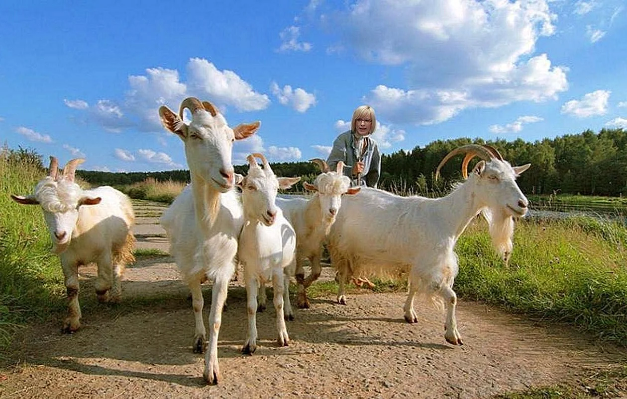 Животноводство козы