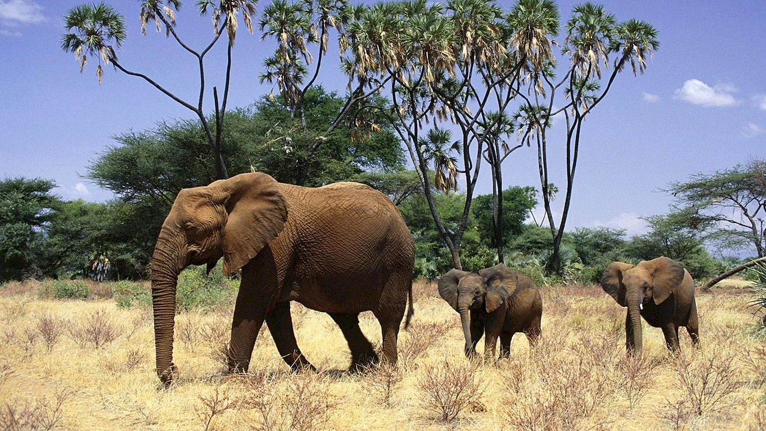 Животные Африки саванны слон