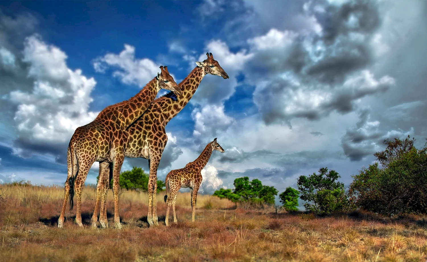 Животные Африки саванны Жираф