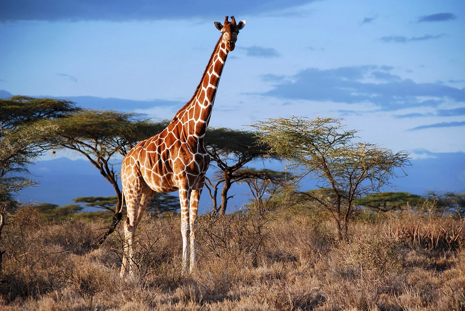 Животные Африки Жираф