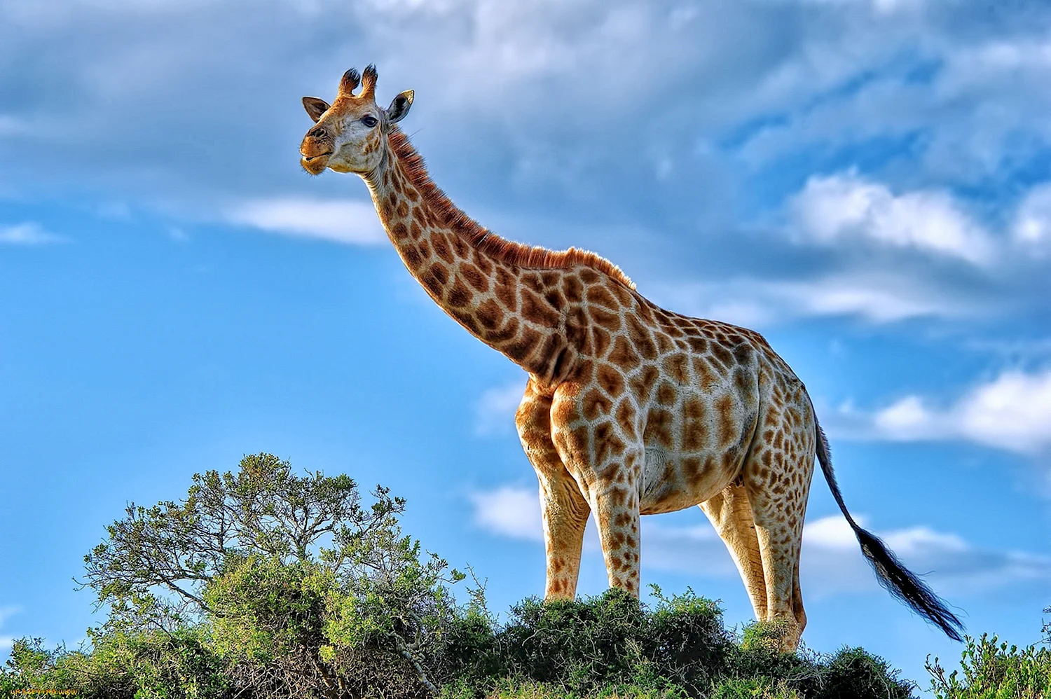 Животные Африки Жираф