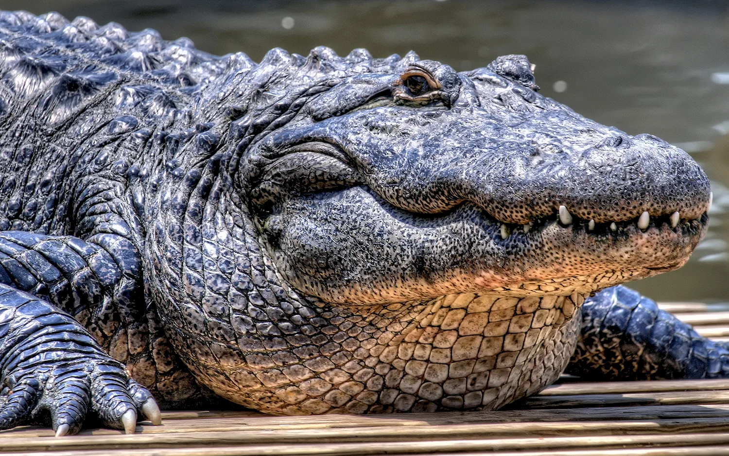 Животные Америки крокодил Аллигатор