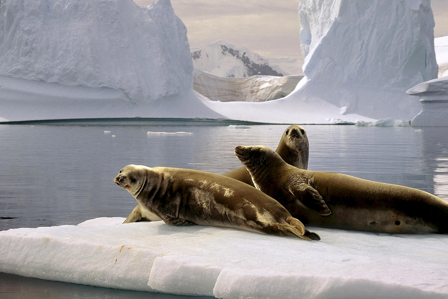 Животные Арктики тюлень