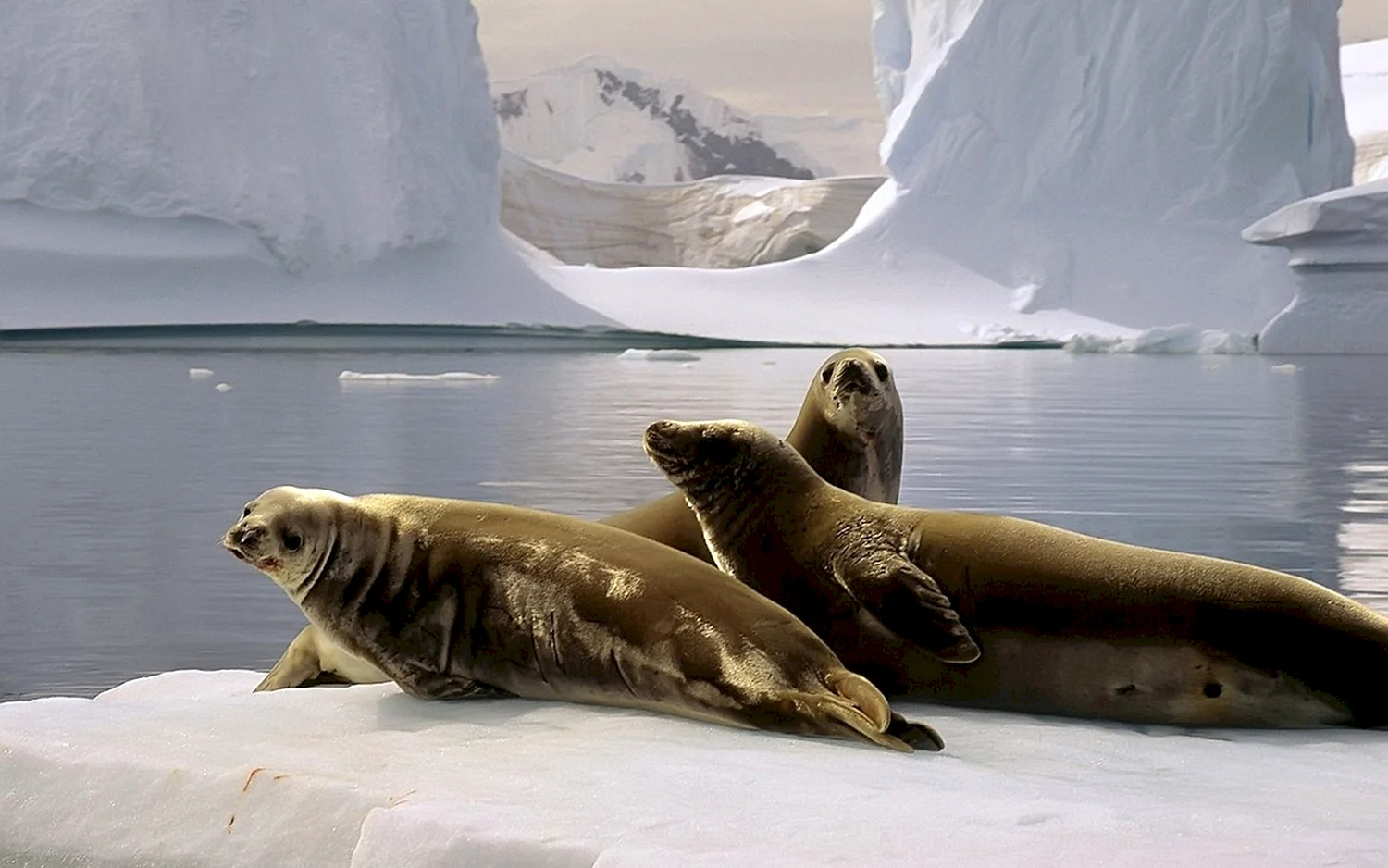 Животные Арктики тюлень