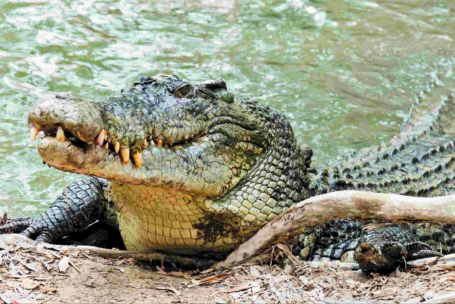 Животные Австралии гребнистый крокодил