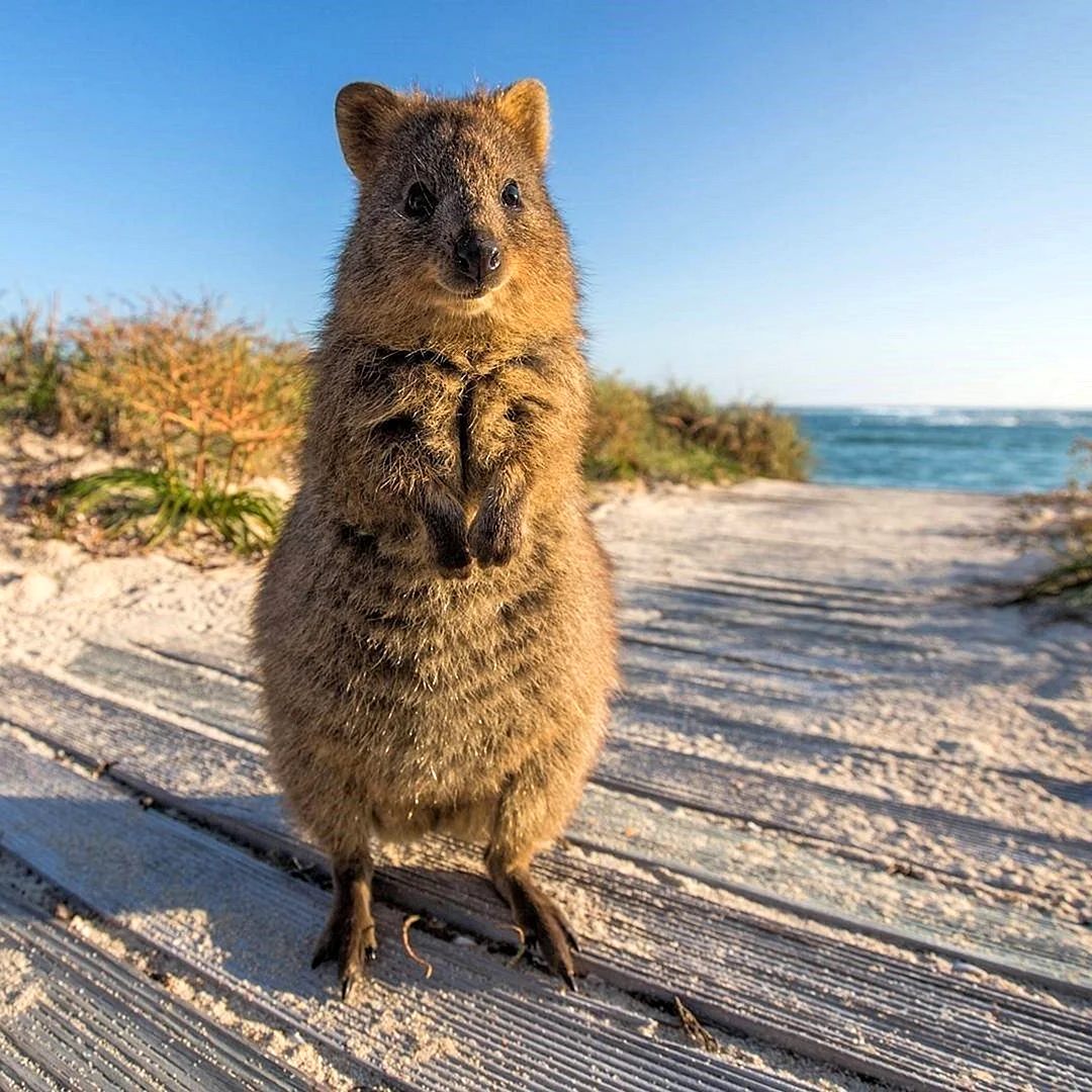 Животные Австралии Квокка