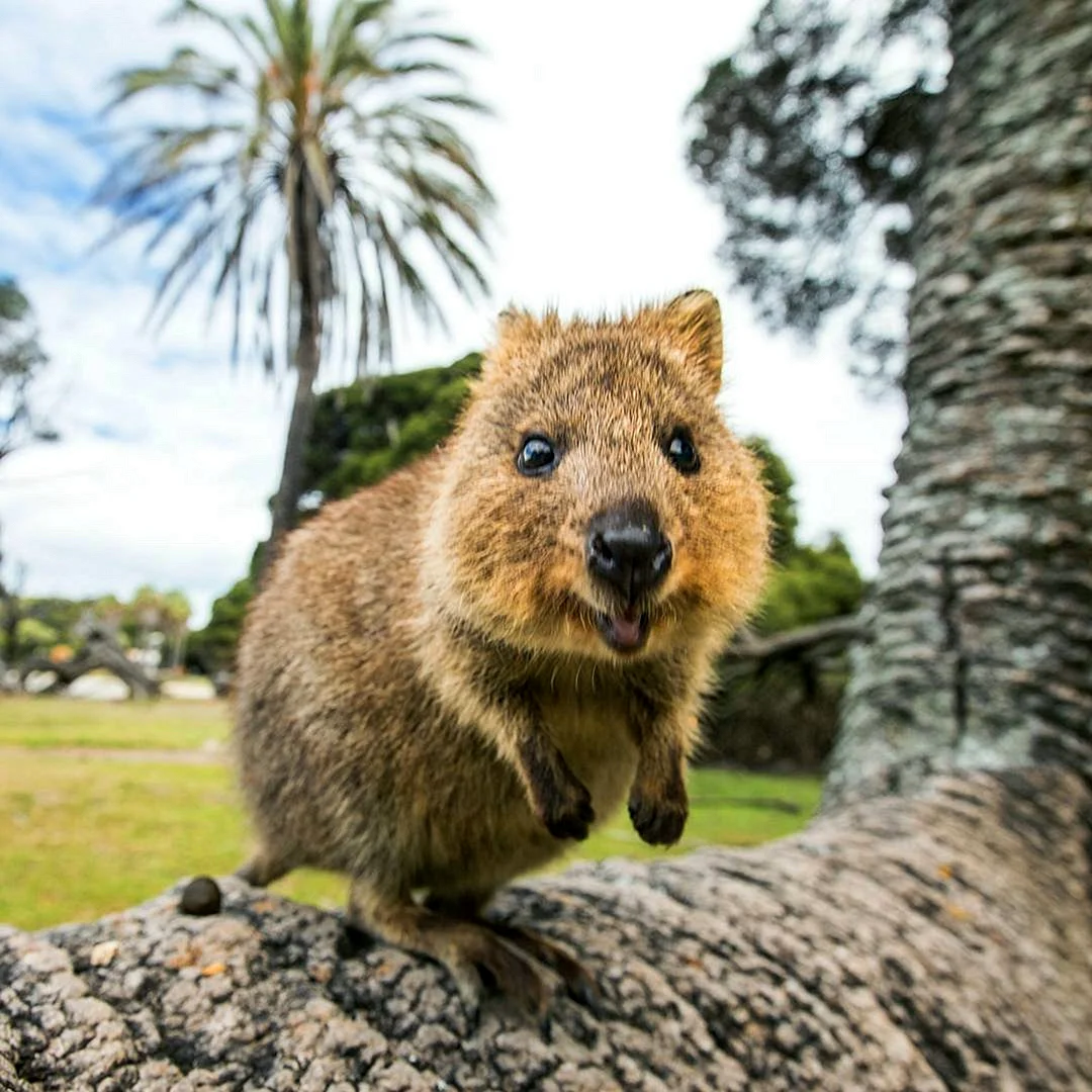 Животные Австралии Квокка