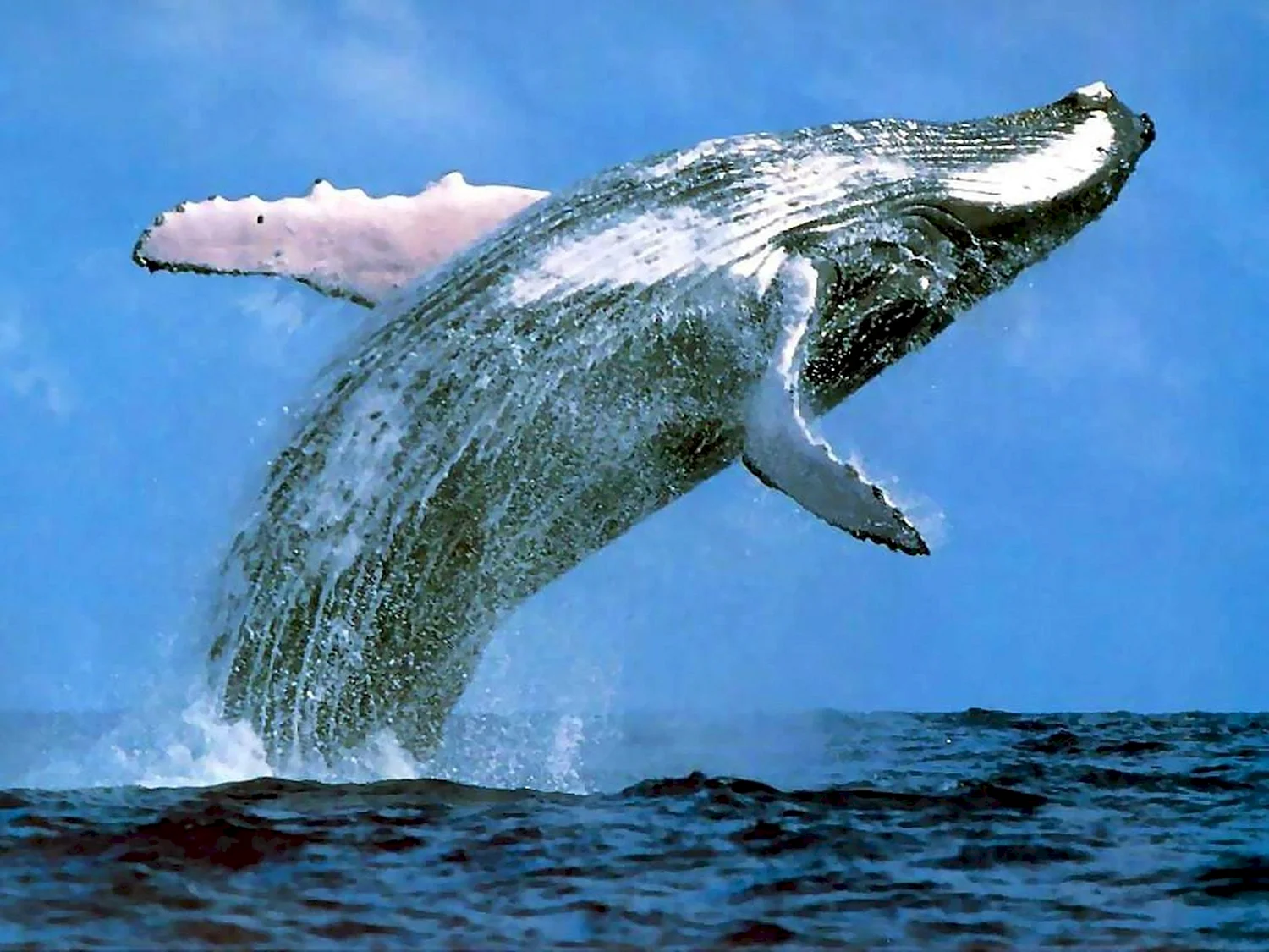 Животные китообразные кит синий