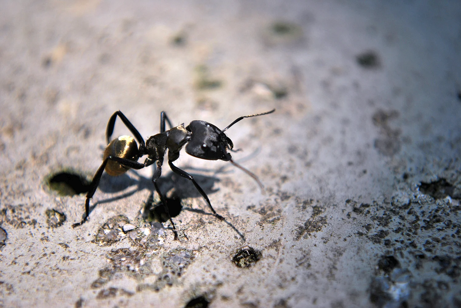 Животные муравьи