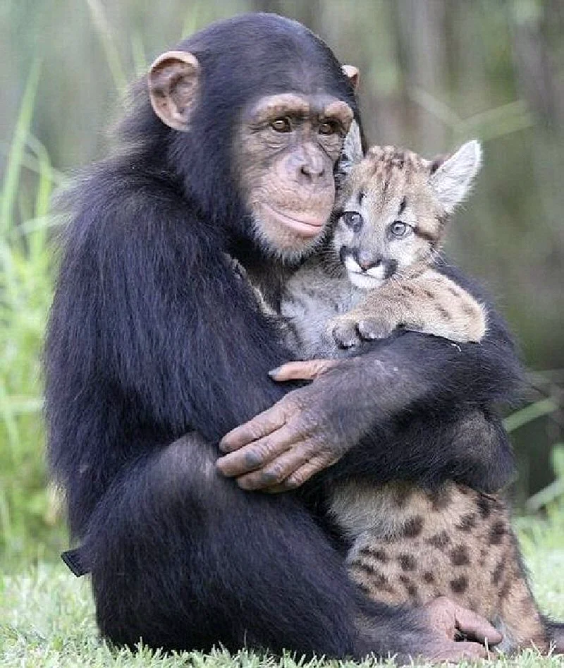 Животные обнимаются