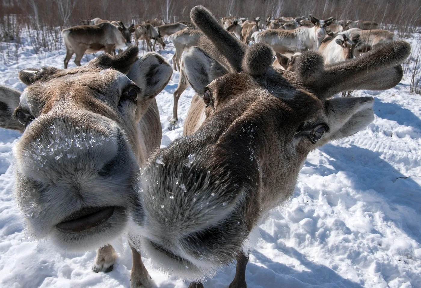 Животные Республики Саха Якутия