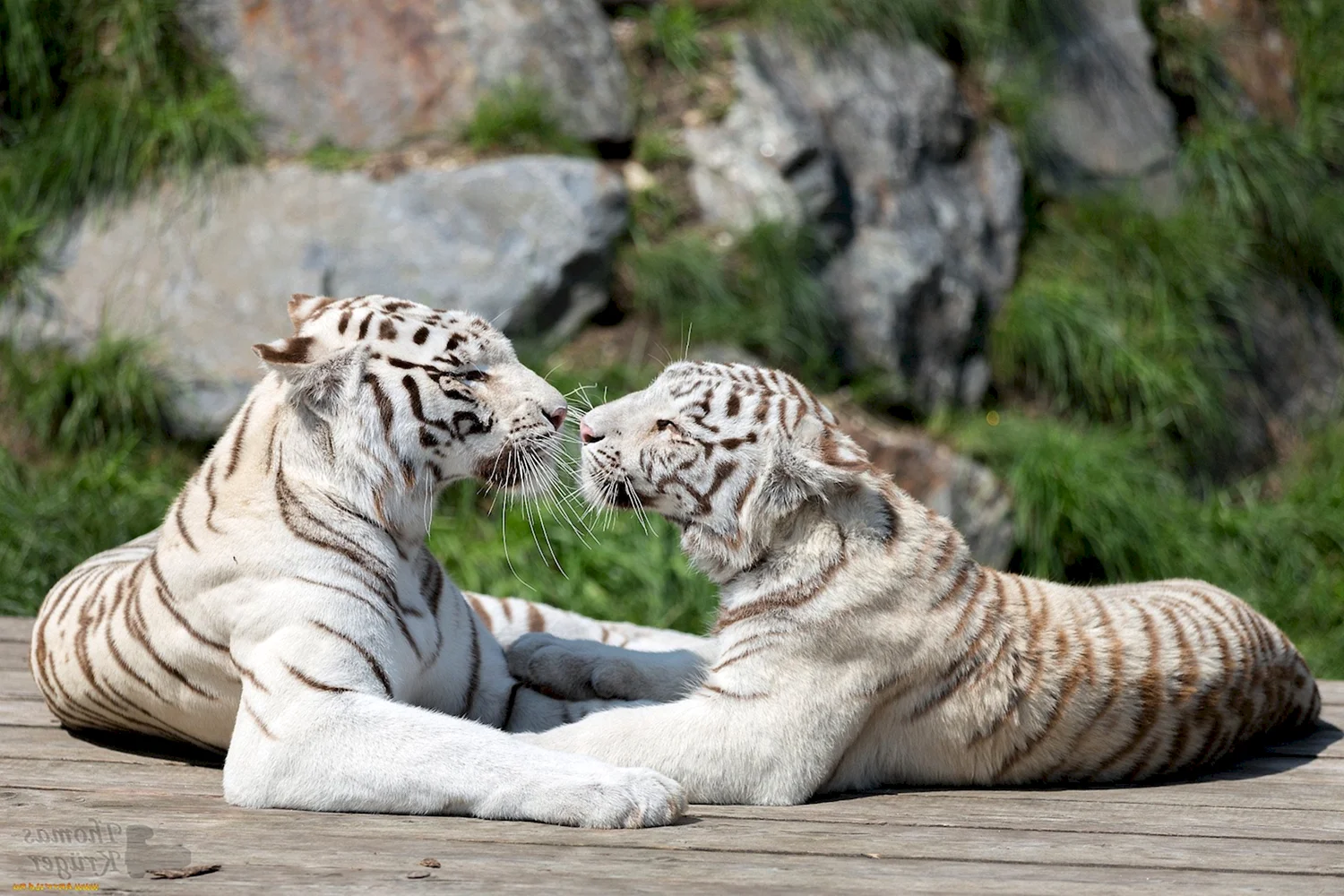 Животные тигр и тигрица