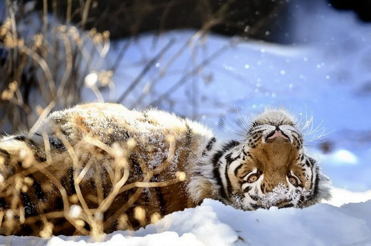 Животные в снегу