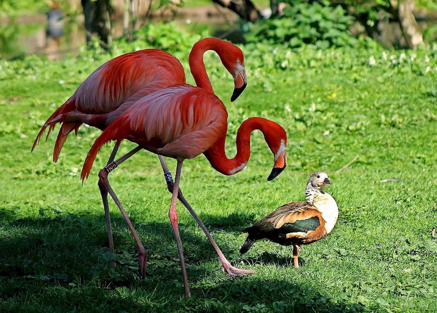 Животные зоопарка Фламинго