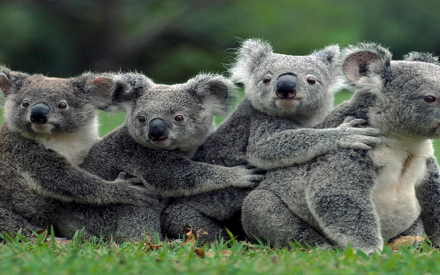 Животный мир Австралии коала