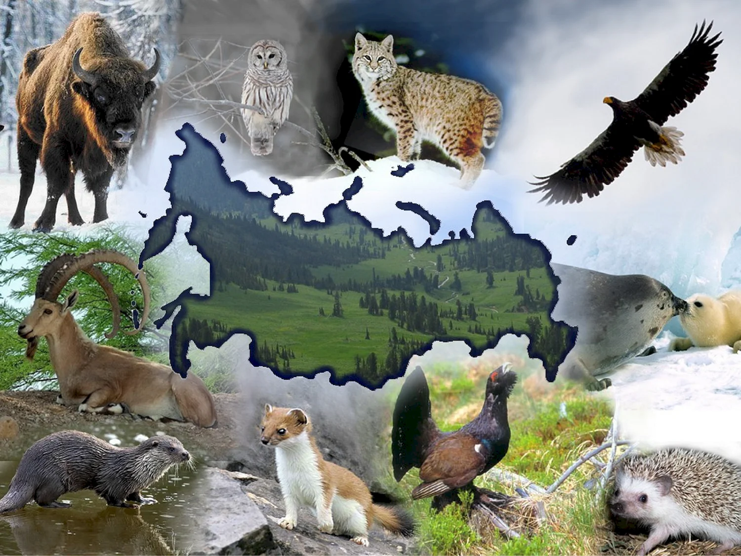 Животный мир россии фото с названиями