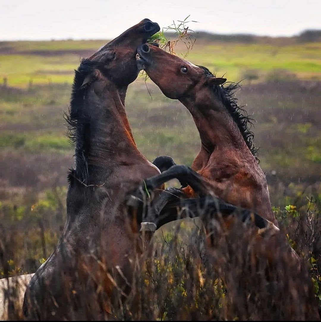 Жизнь лошадей в дикой природе