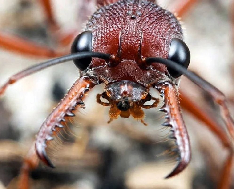 Жвалы муравья
