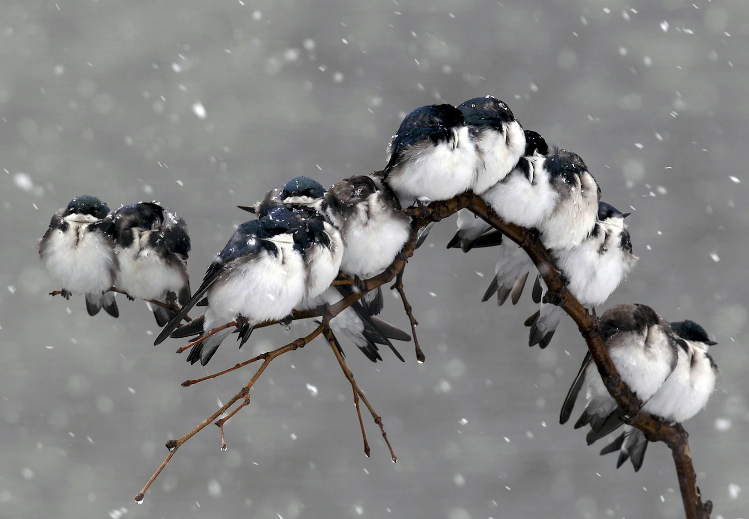 Зима птицы