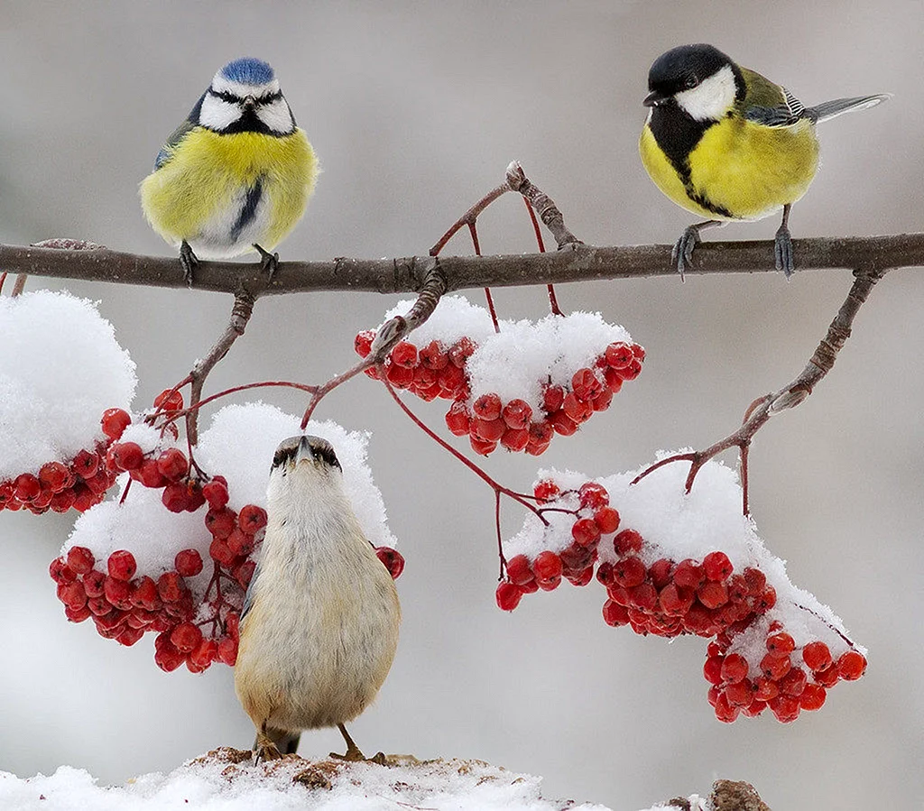 Зима птицы