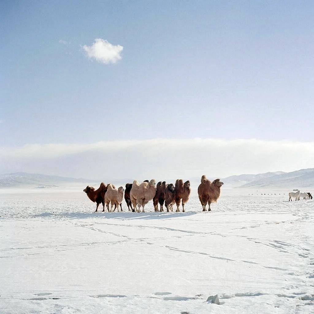 Зимняя Монголия