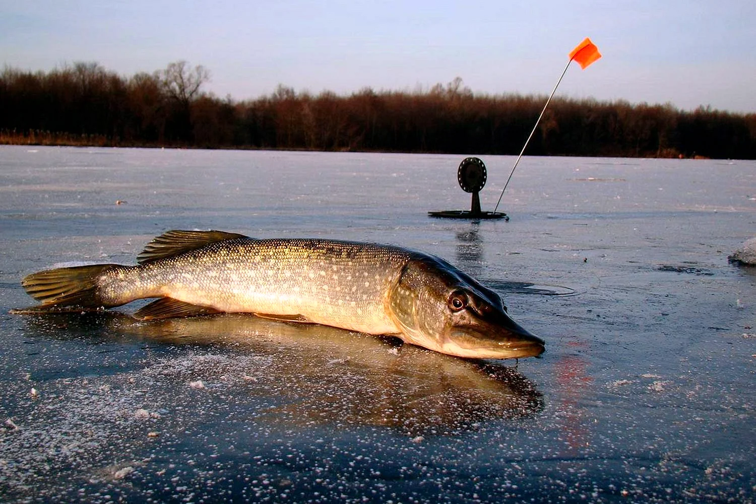 Зимняя рыбалка на щуку