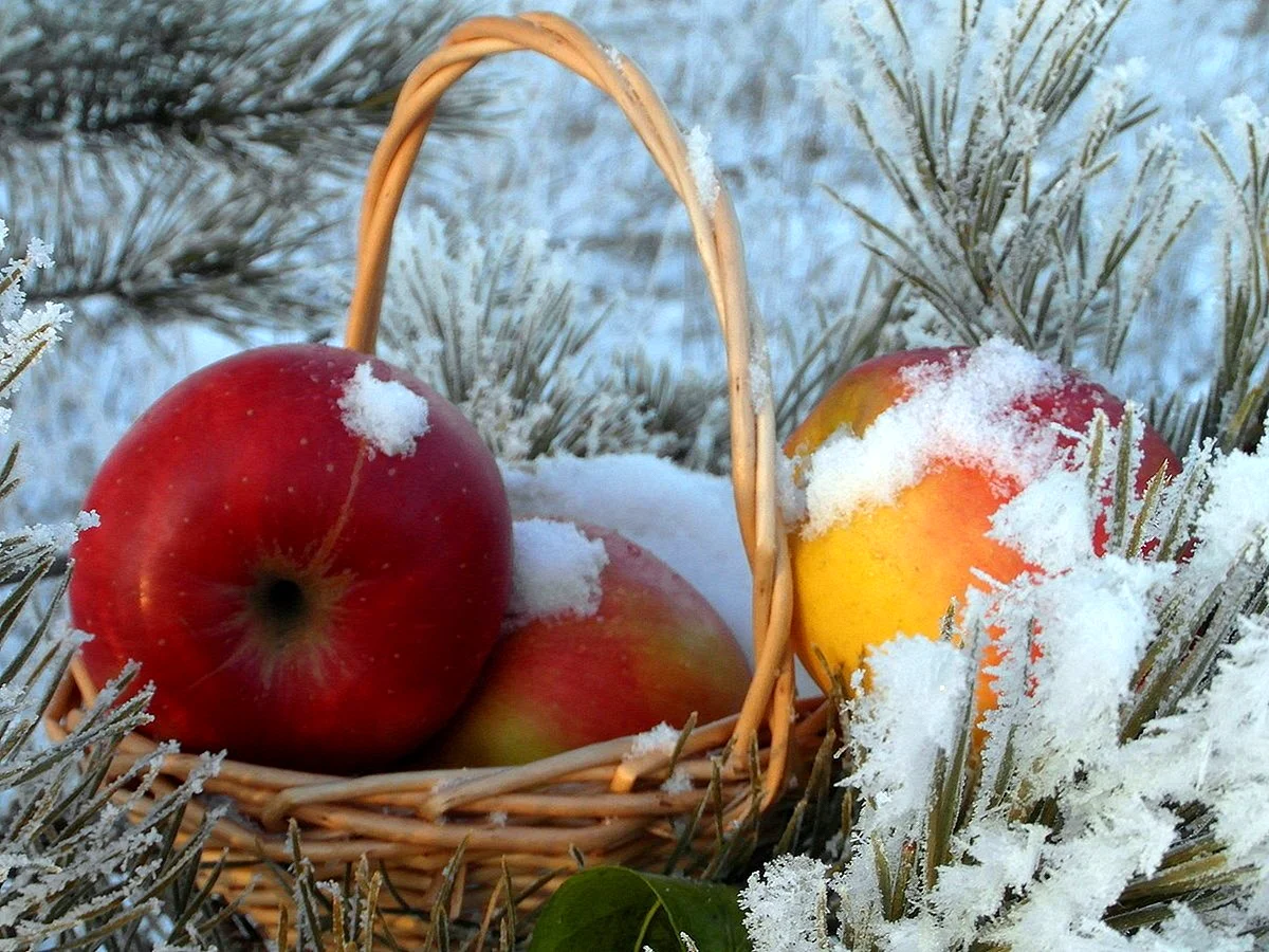 Зимние яблоки