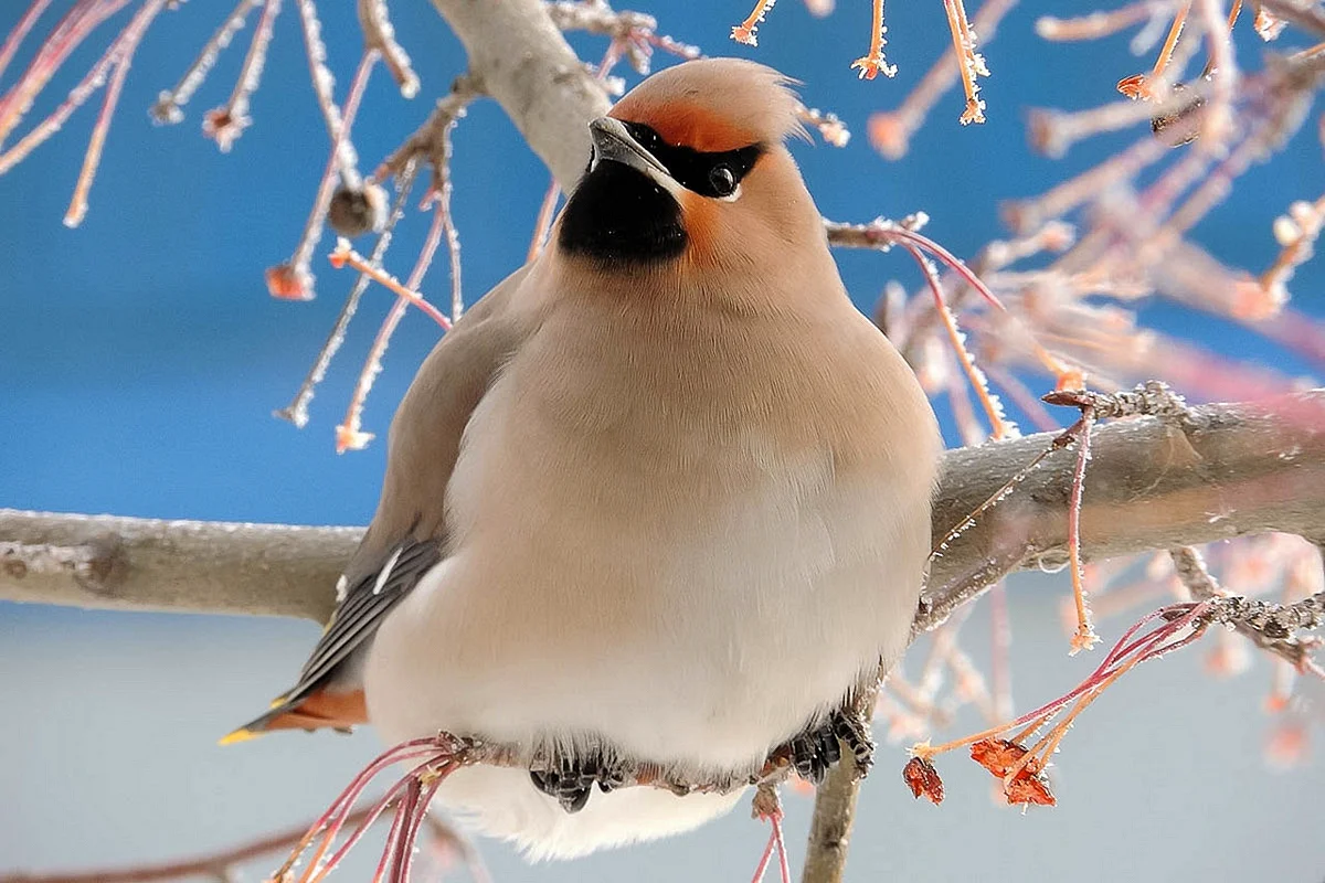 Зимние птицы свиристель
