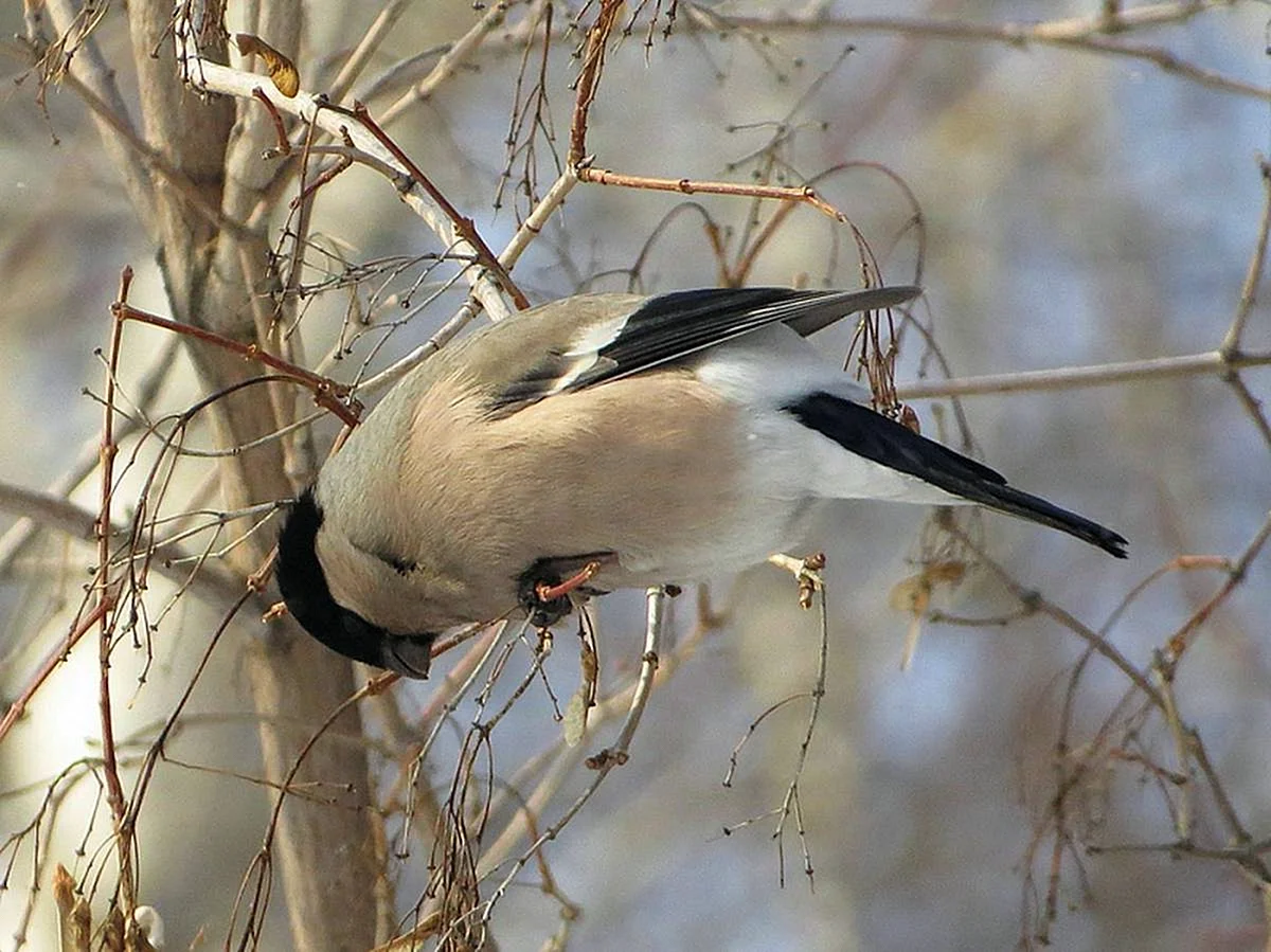 Зимние птицы центральной России
