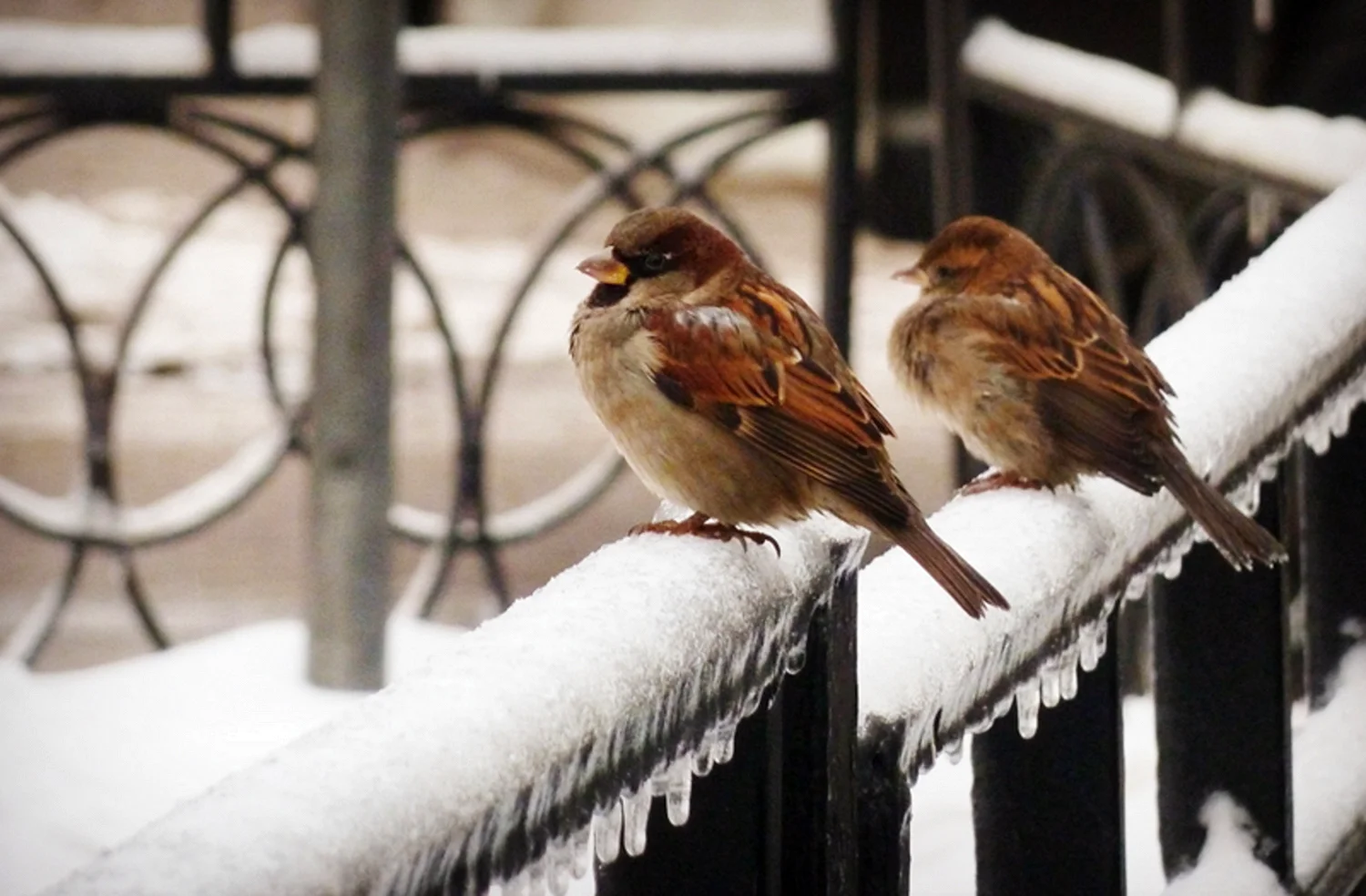 Зимние птицы в городе