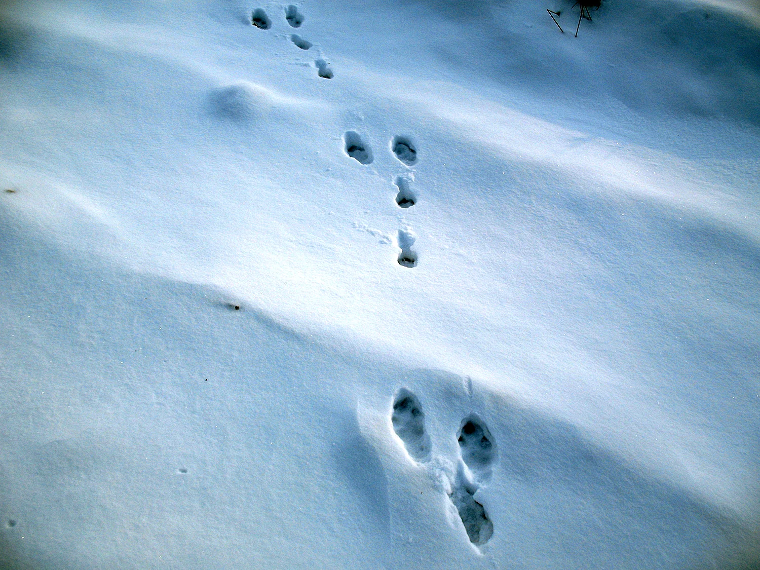 Зимние следы куницы на снегу