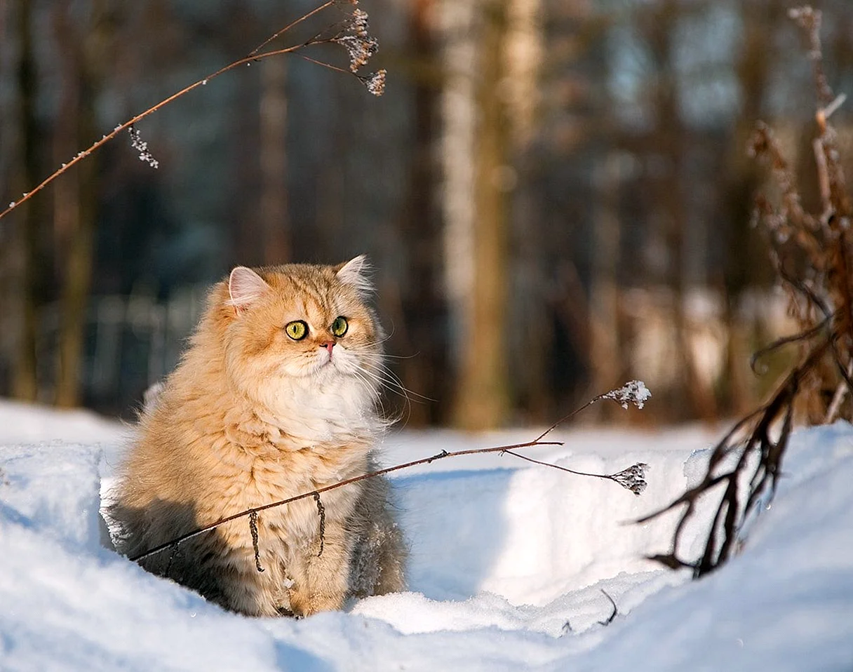 Зимний кот