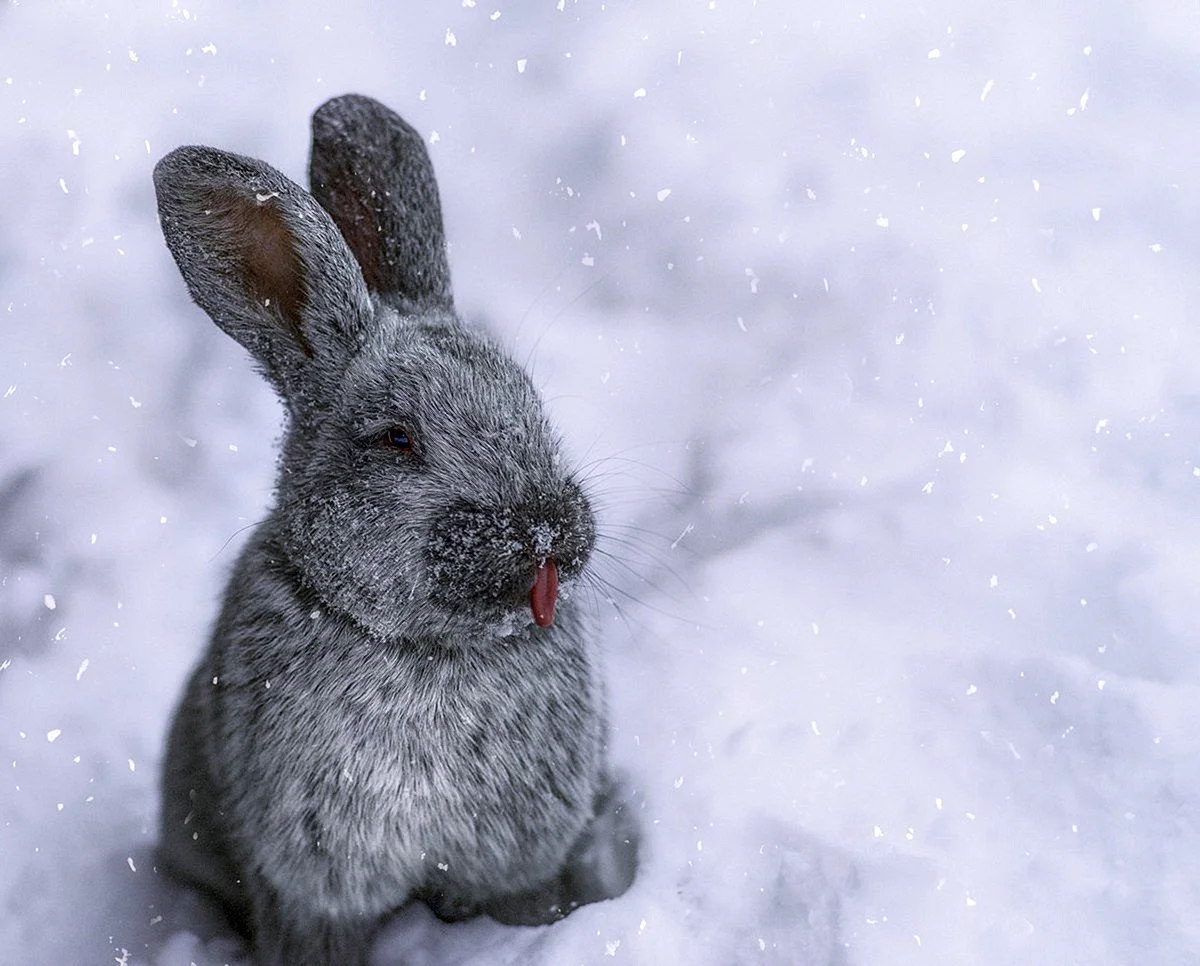 Зимний кролик