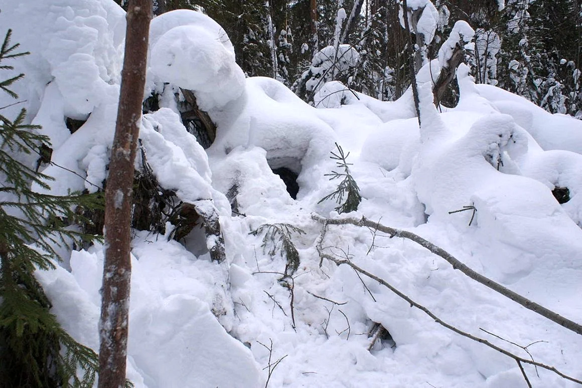 Зимний лес Берлога медведя