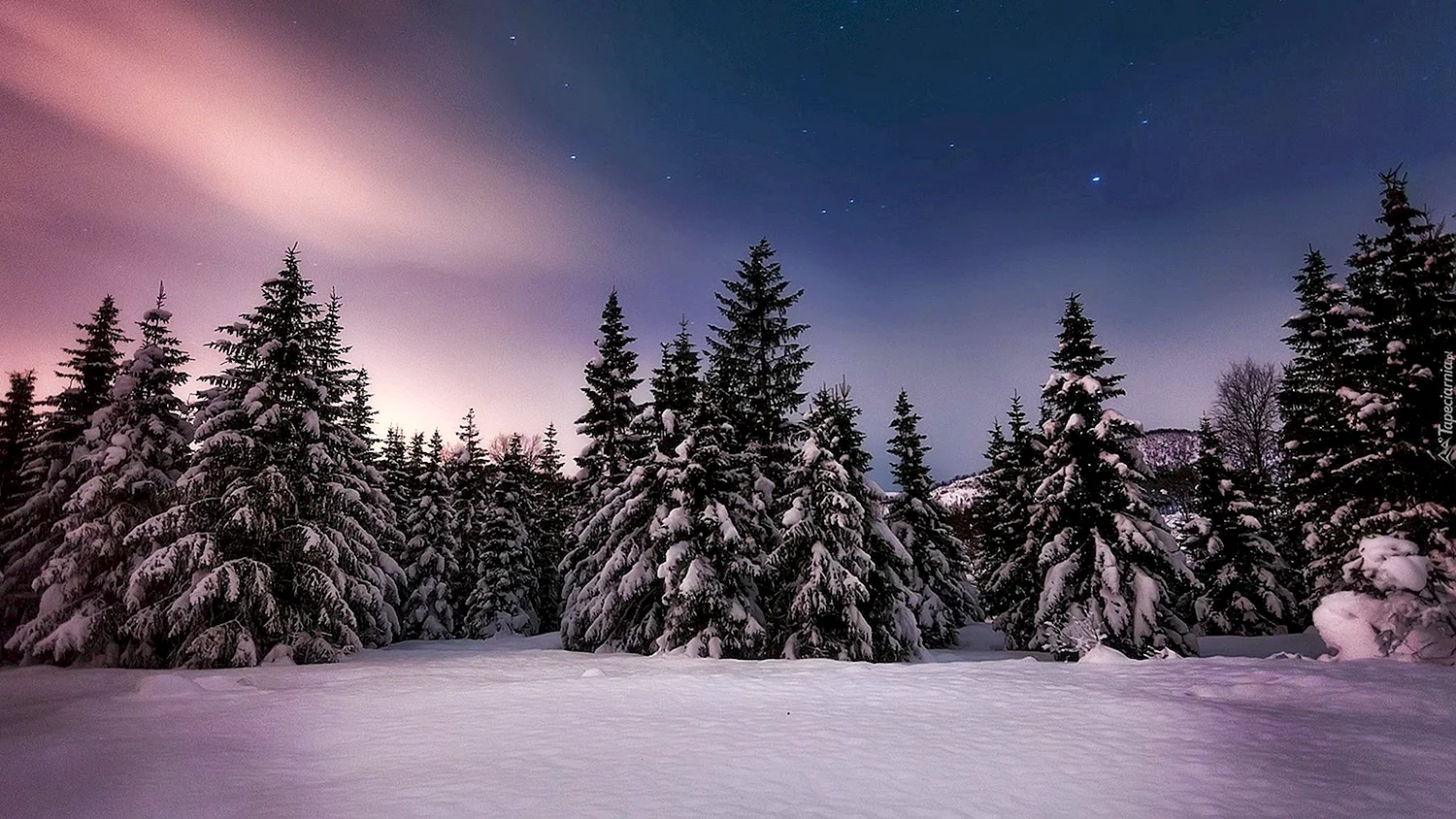 Зимний лес вечером