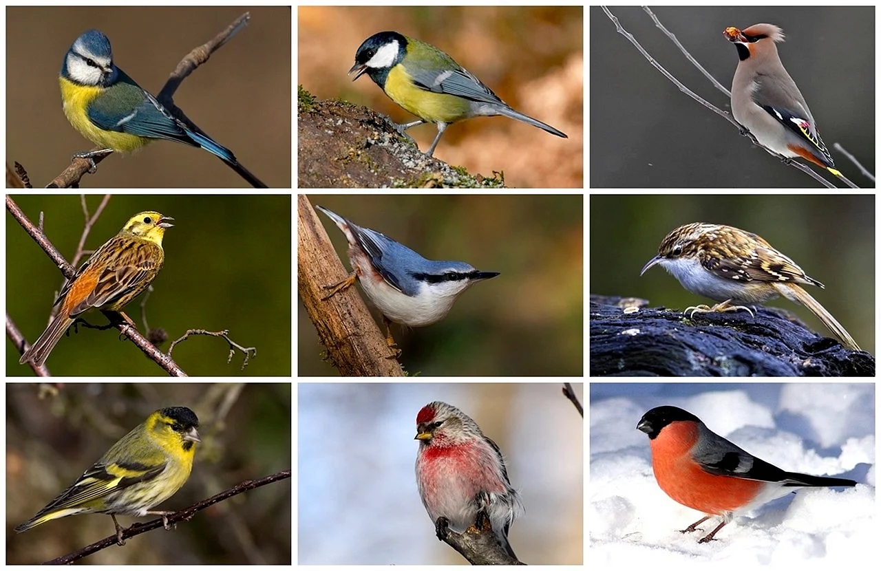 Птицы средней полосы (31 фото) - красивые фото и картинки mountainline.ru