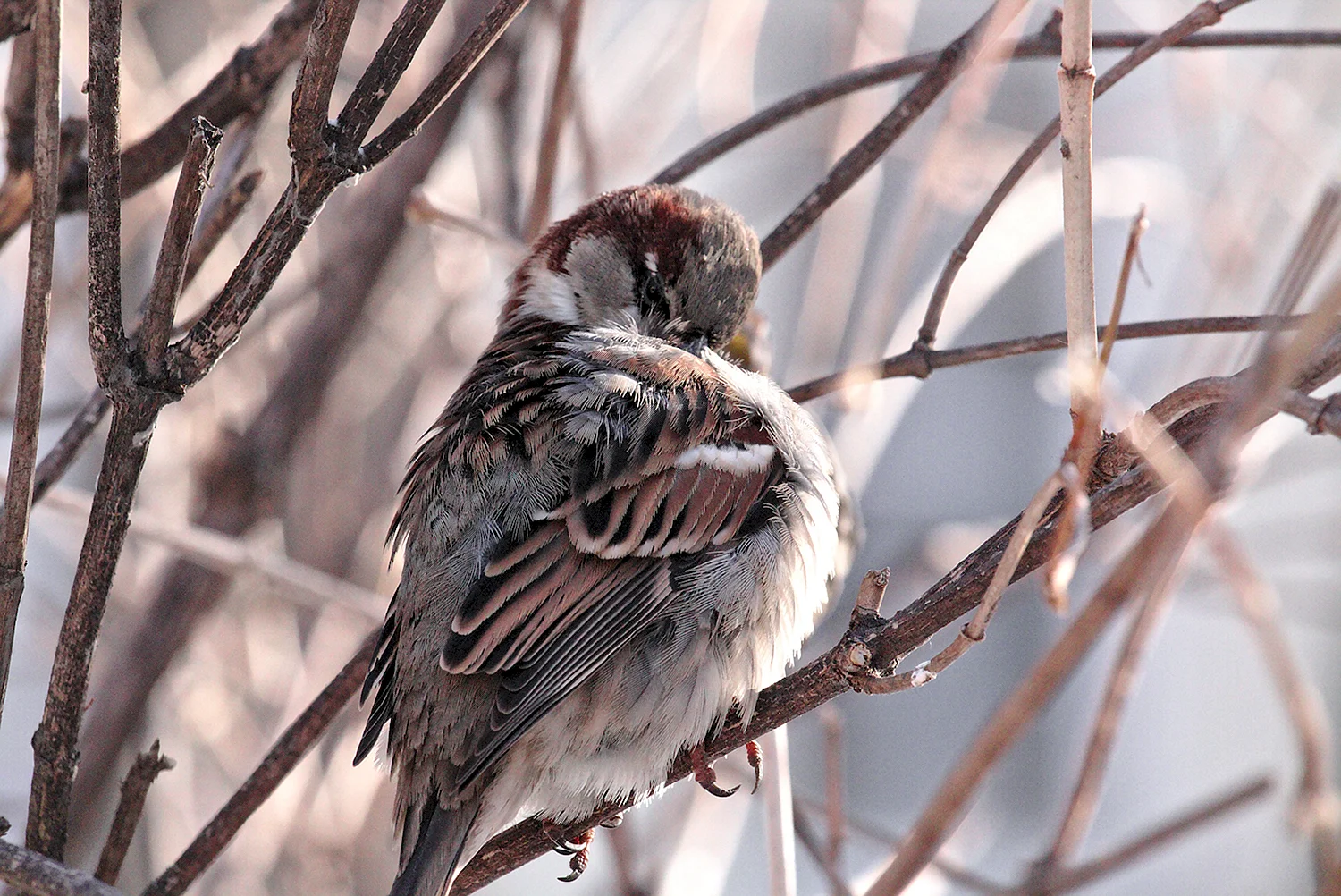 Зимующие птицы Карелии Воробей