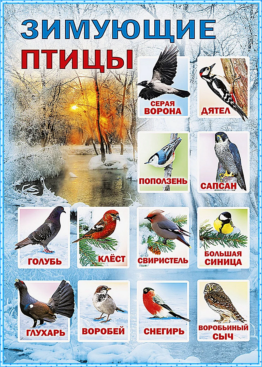Зимующие птицы Красноярского края