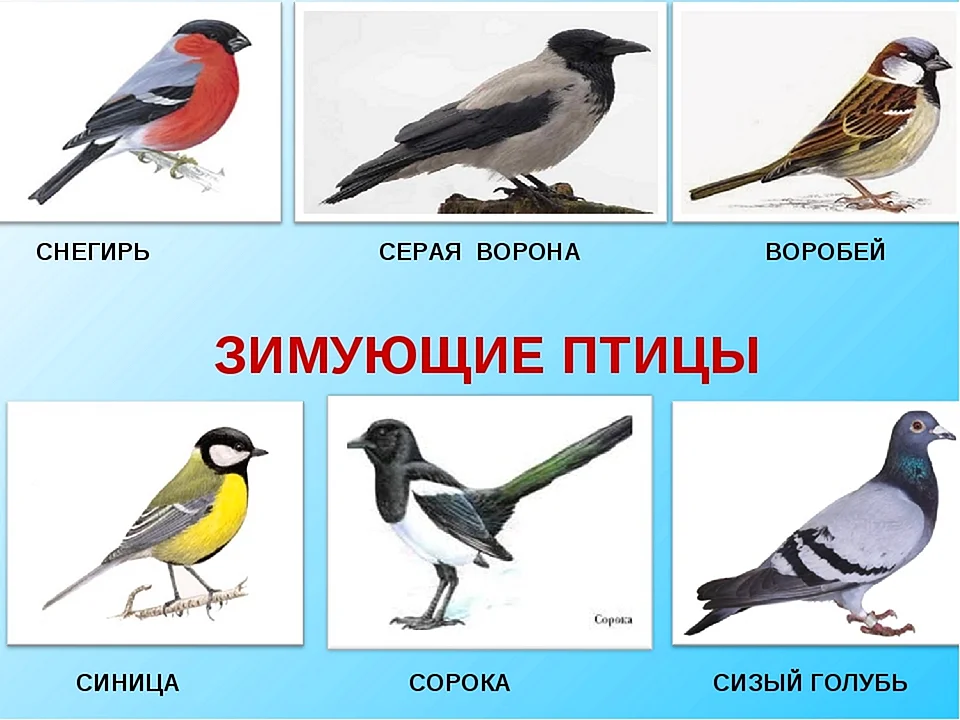 Зимующие птицы ворона, Снегирь, синица, Воробей
