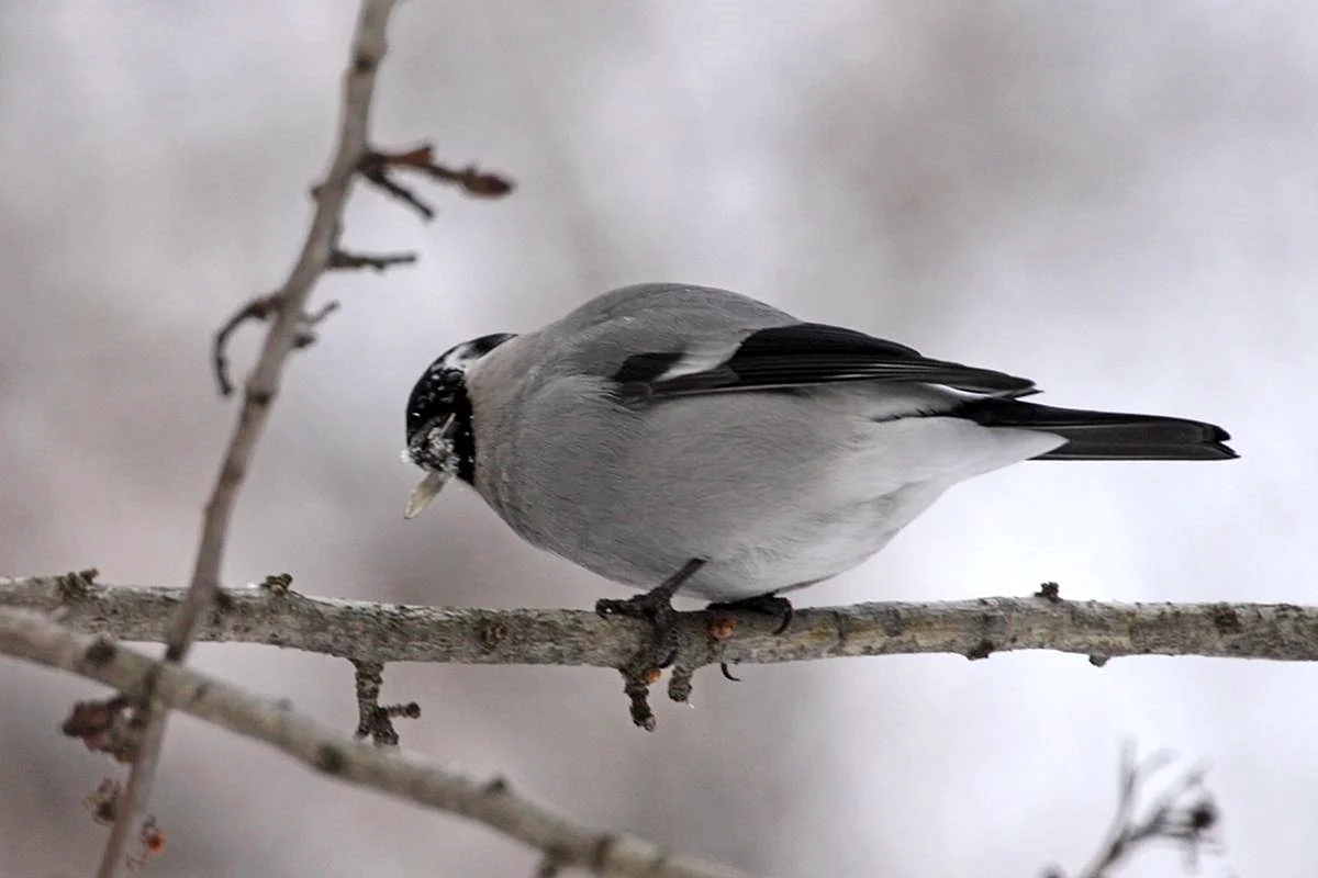 Зимующие птицы Западной Сибири
