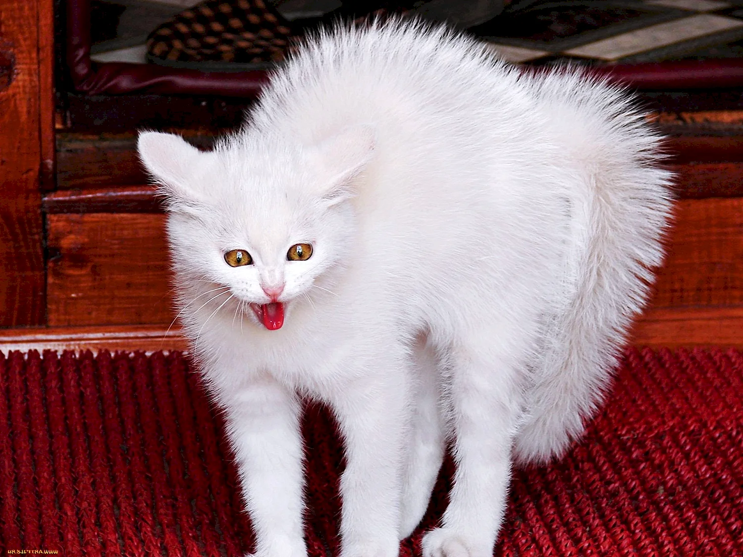 Злая белая кошка