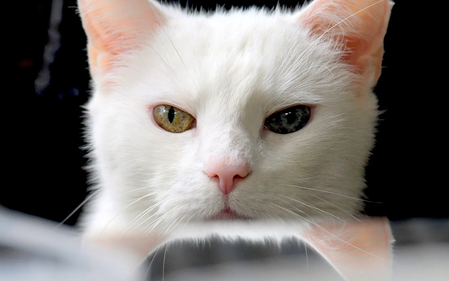 Злой белый кот