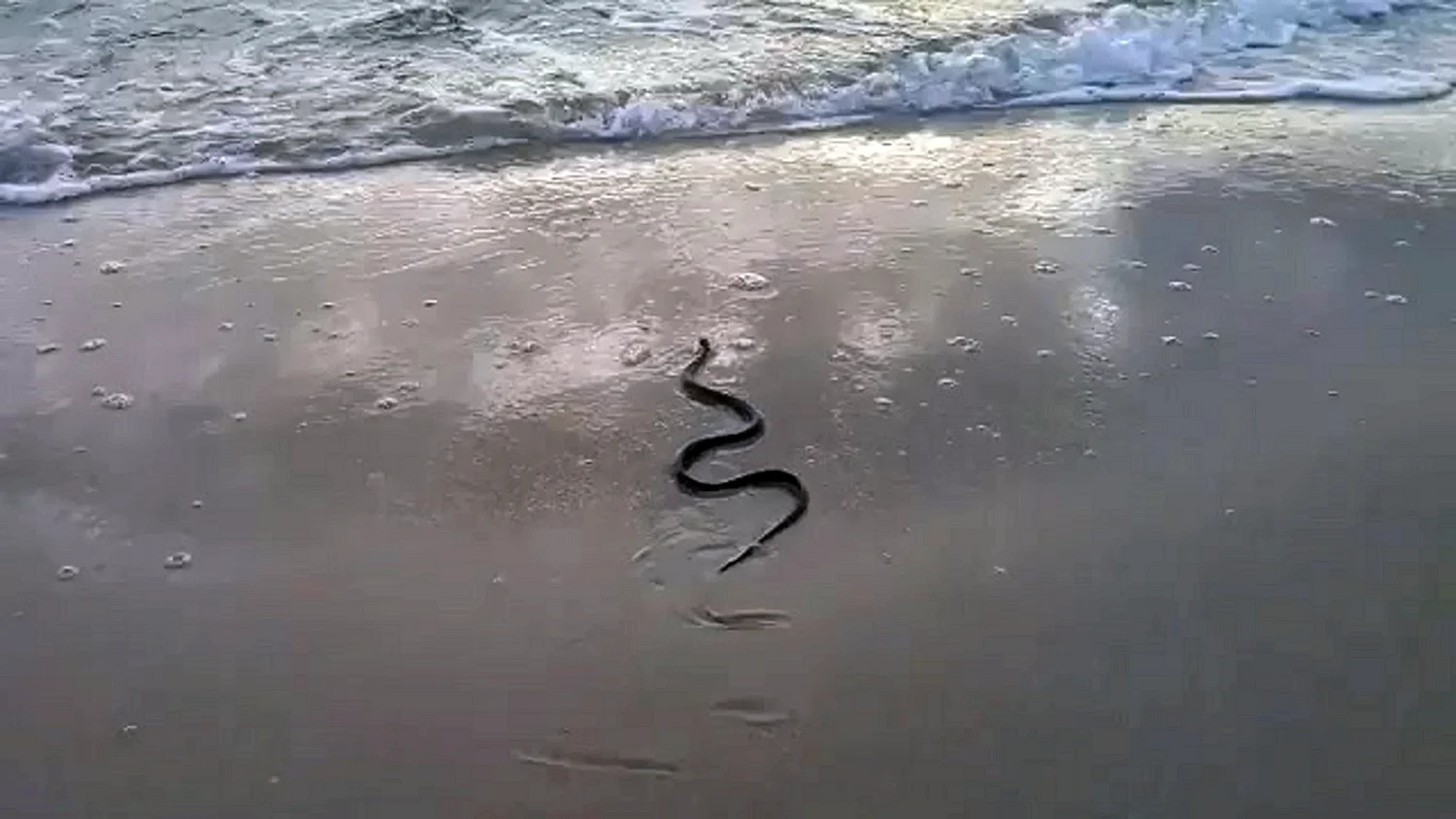 Змеи в Ейске в Лимане
