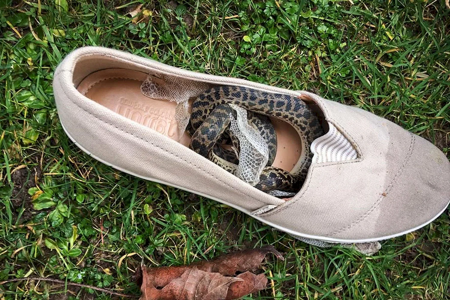 Змеи в обуви