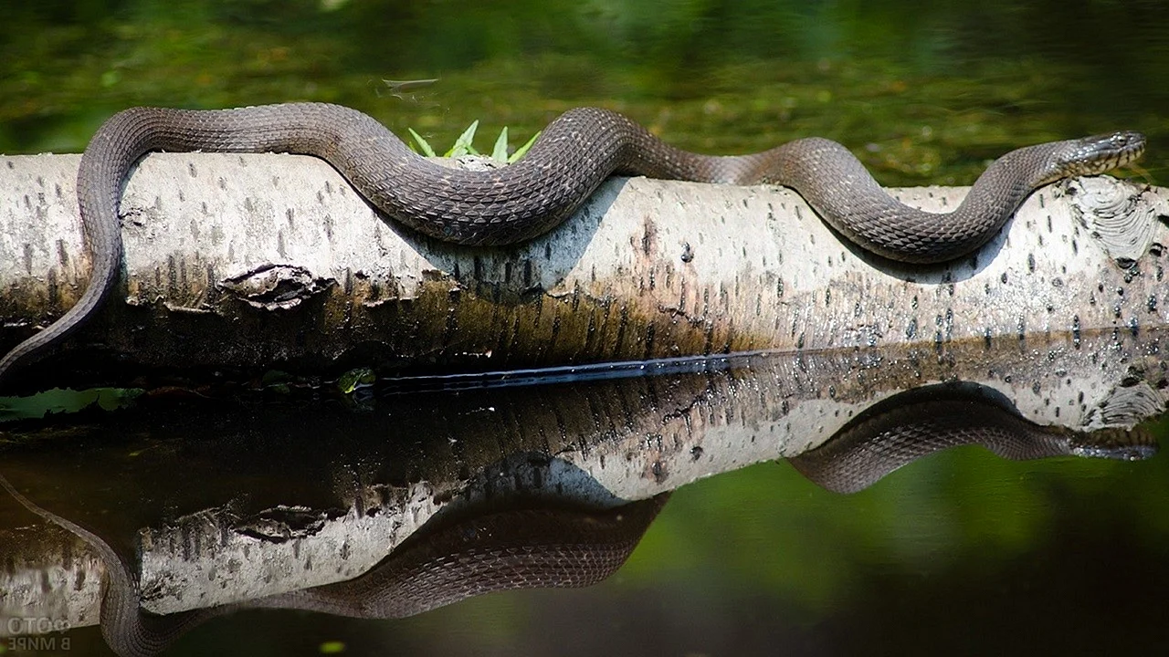 Змеи в природе